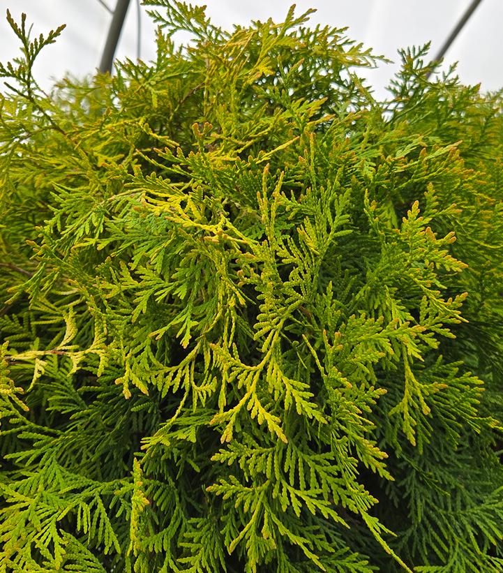 Image Credit: Prides Corner Farms