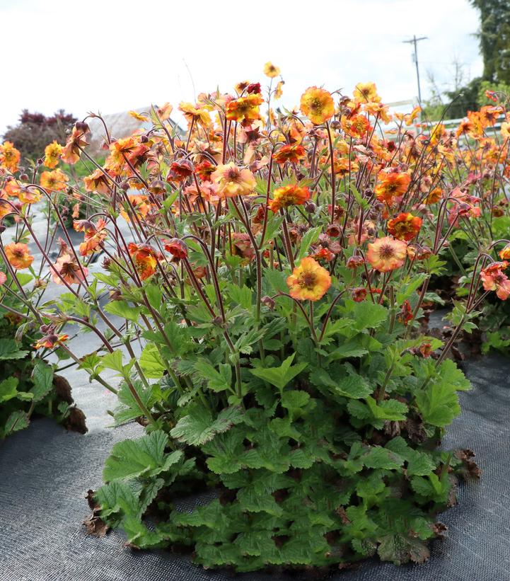 Image Credit: Plants Nouveau