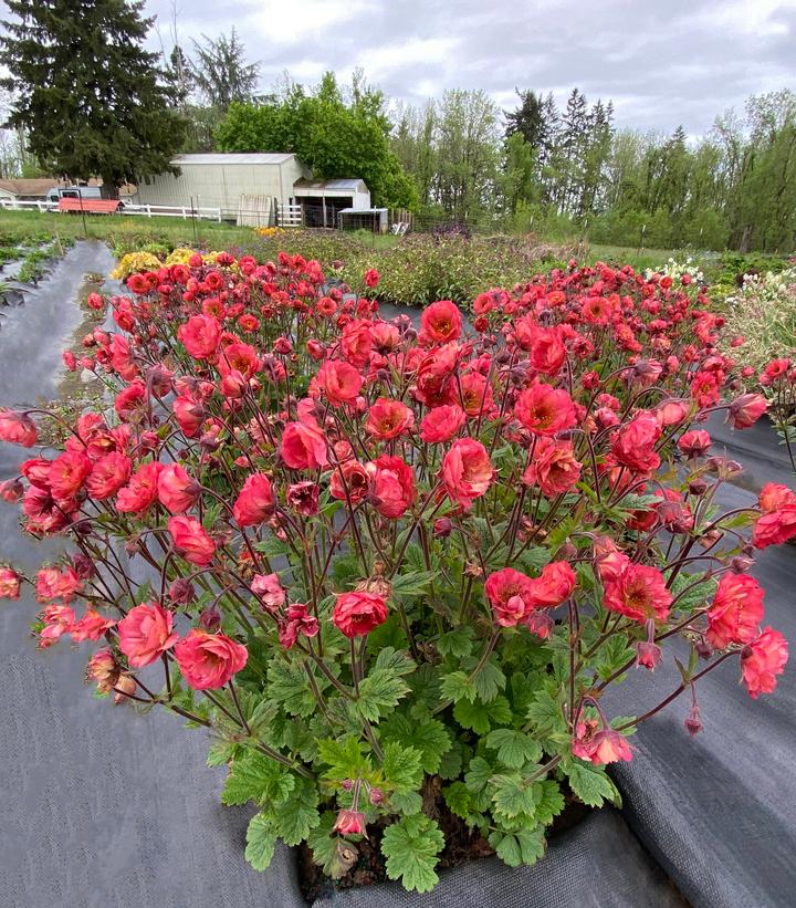 Image Credit: Terra Nova Nurseries