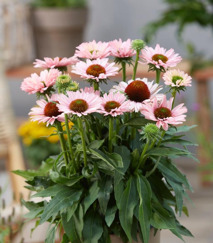 Image Credit: Ball Horticultural Company