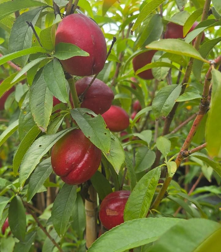 Image Credit: Prides Corner Farms