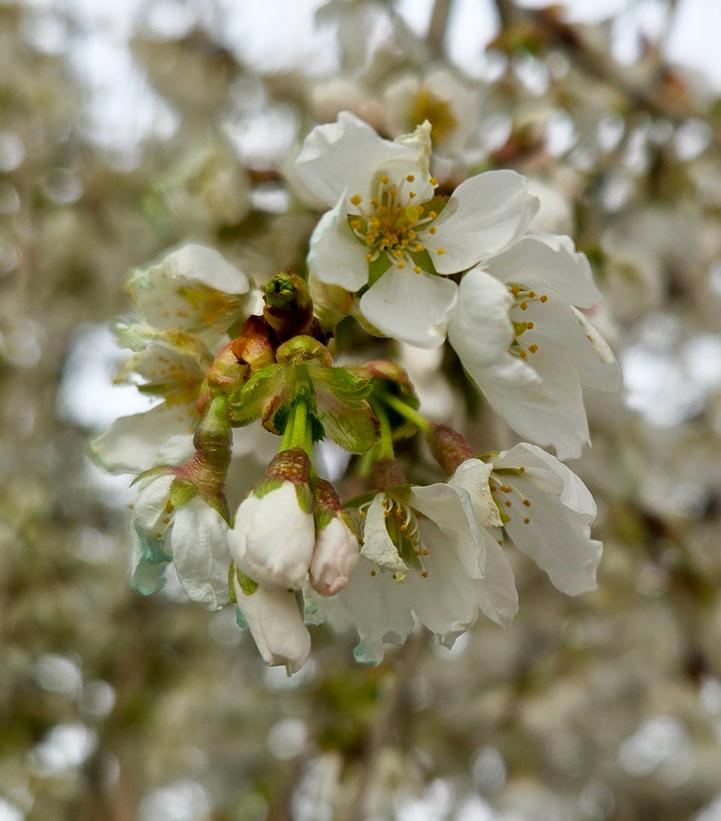 Image Credit: Prides Corner Farms