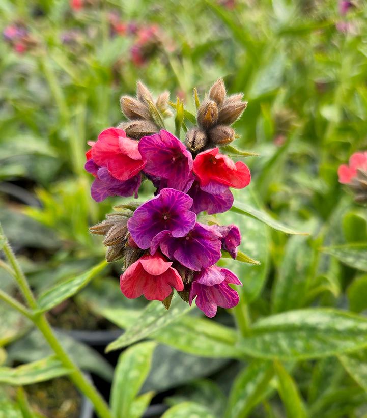 Image Credit: Prides Corner Farms