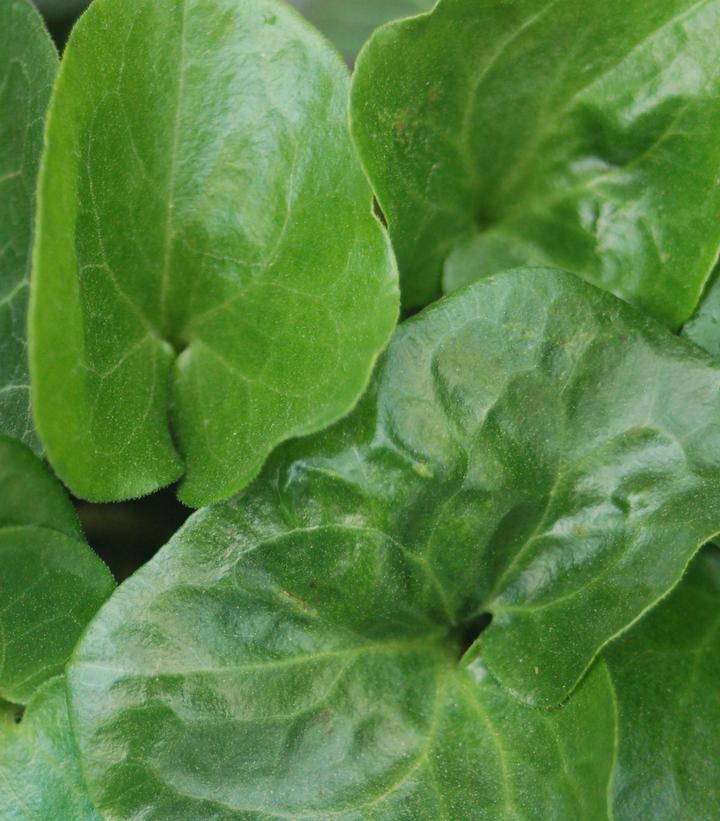 Image Credit: Prides Corner Farms