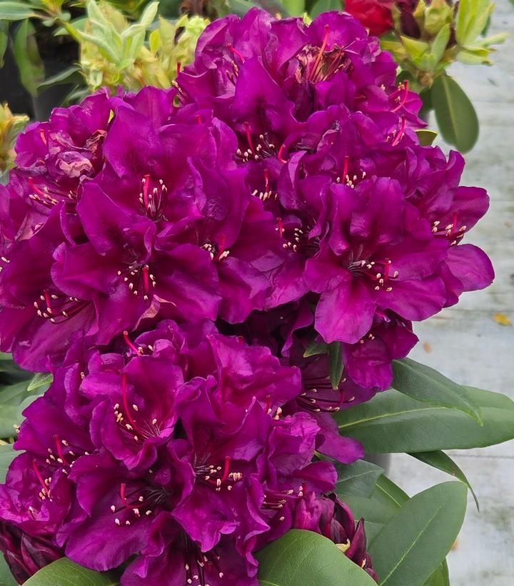 Image credit: Prides Corner Farms