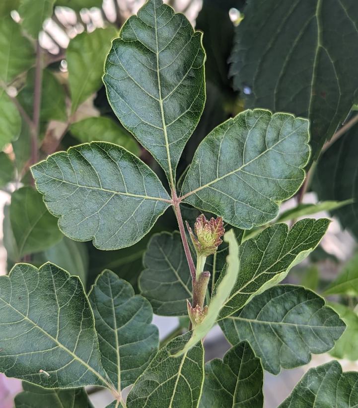 Image Credit: Prides Corner Farms