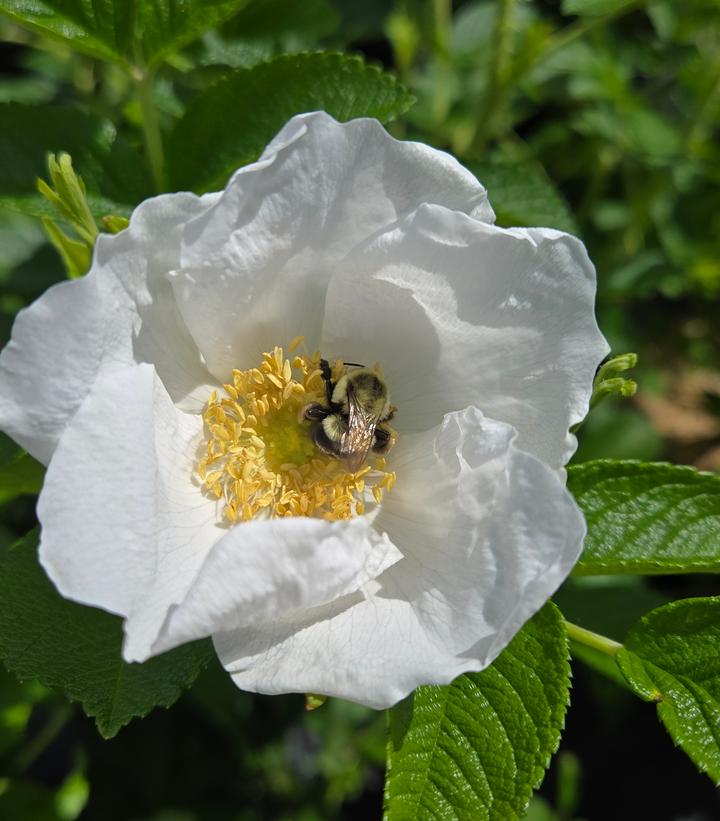 Image Credit: Prides Corner Farms