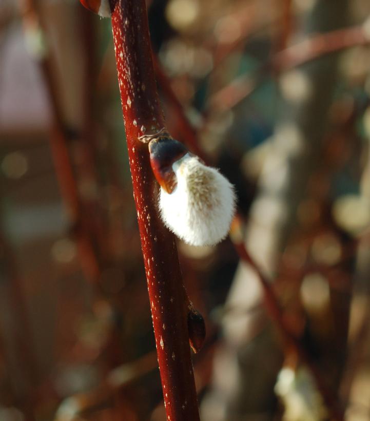 Salix caprea 'Pendula' - Weeping Pussy Willow from Prides Corner Farms