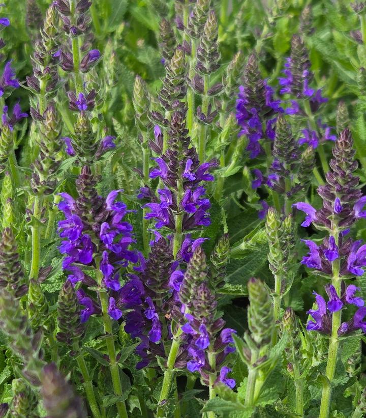 Image Credit: Prides Corner Farms