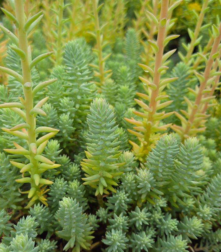 Image Credit: Prides Corner Farms