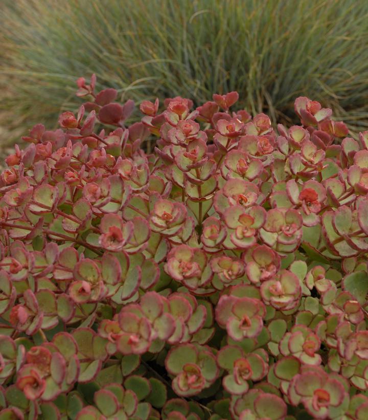 Image Credit: Walters Gardens