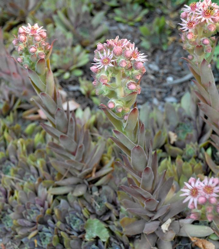 Image Credit: Walters Gardens