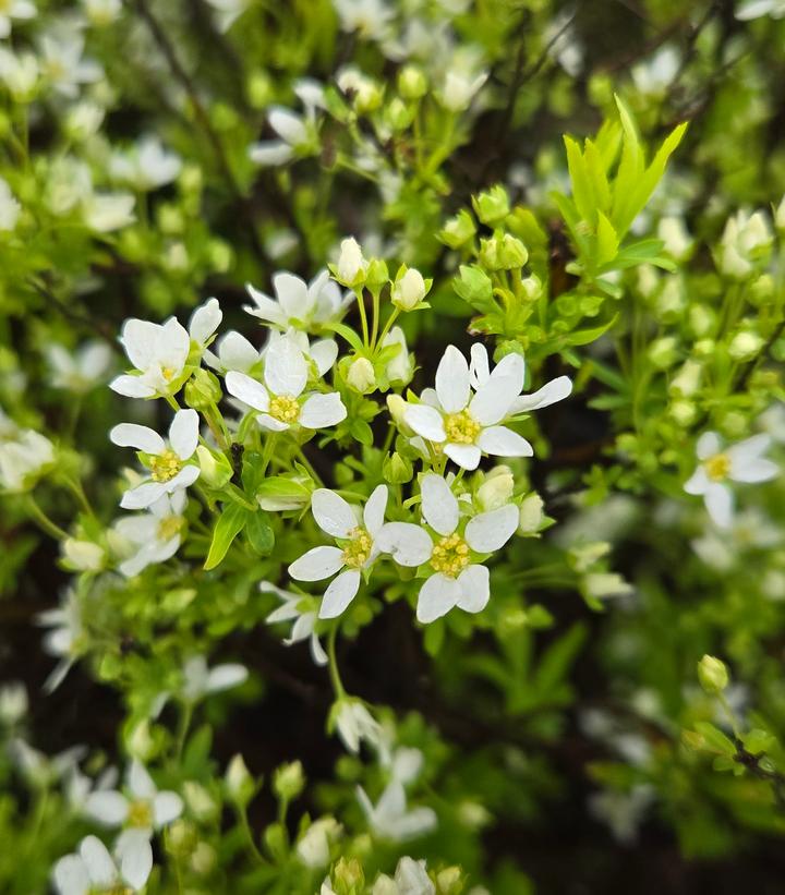 Image Credit: Prides Corner Farms