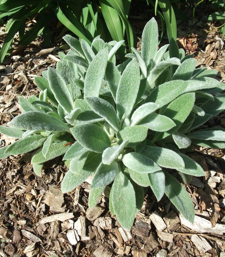 Image Credit: Wikipedia