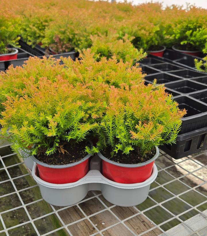 Holiday Quartet Clark's Golden Lights - Image credit: Prides Corner Farms