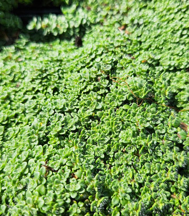 Image Credit: Prides Corner Farms