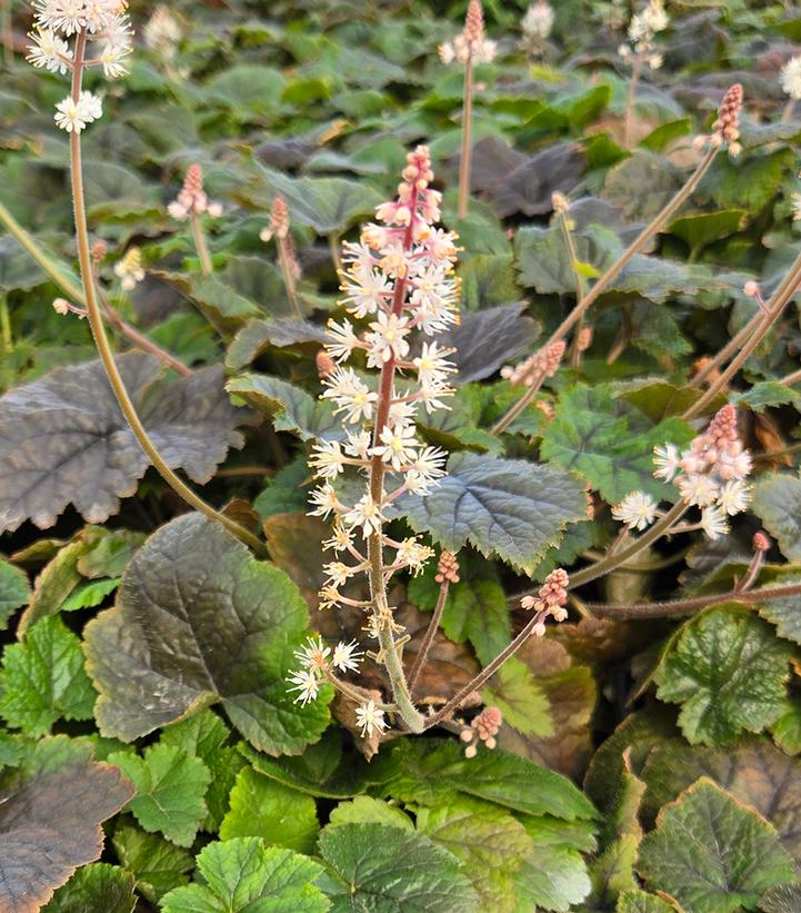 Image Credit: Prides Corner Farms