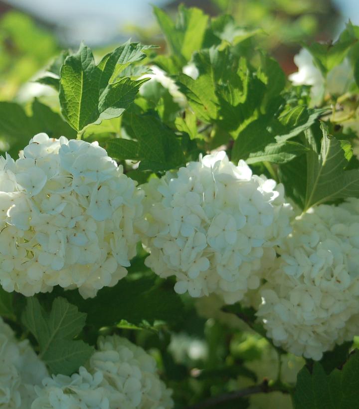 Image Credit: Prides Corner Farms