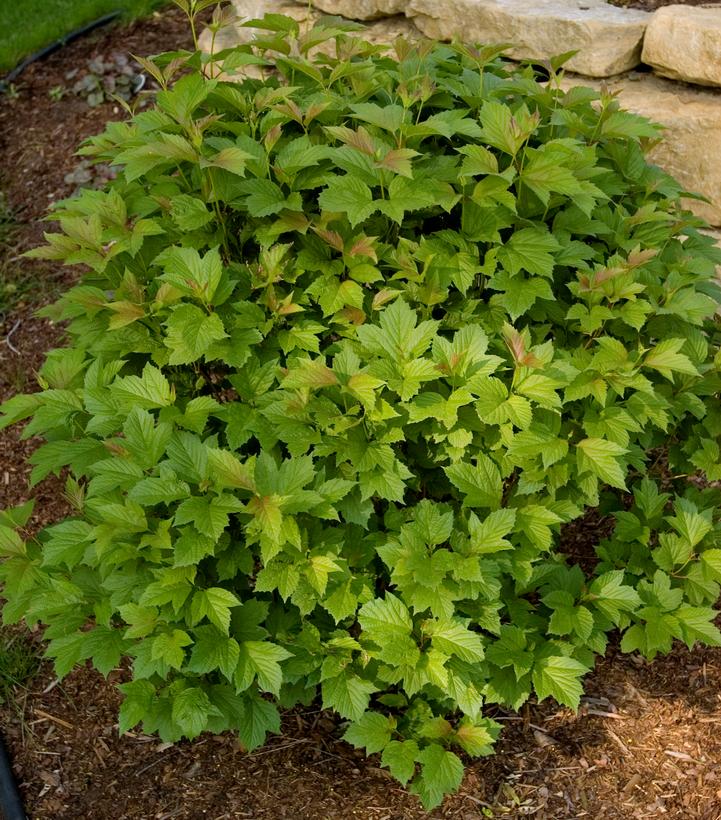 Image Credit: Bailey Nurseries