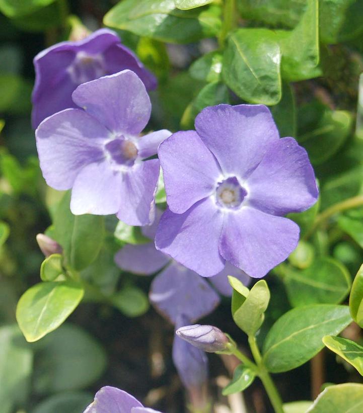 Image Credit: Prides Corner Farms