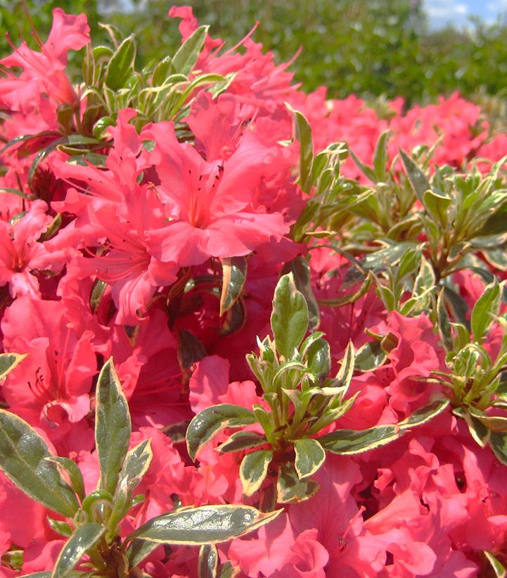Azalea 'Arctic Rose' - Arctic Rose Azalea from Prides Corner Farms