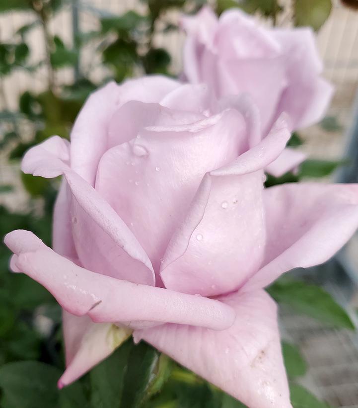 Image Credit: Prides Corner Farms