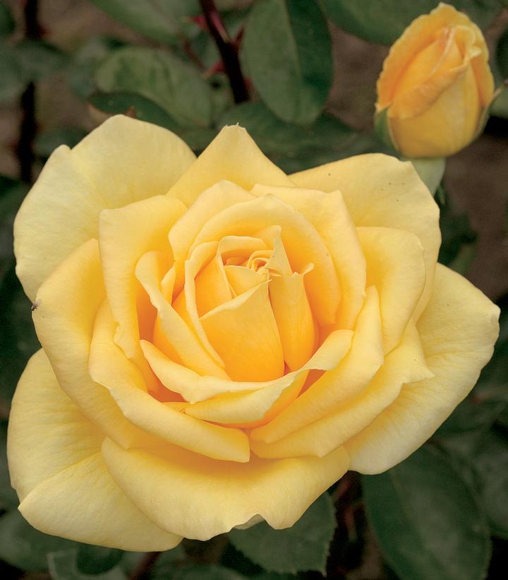 Image Credit: Star Roses and Plants