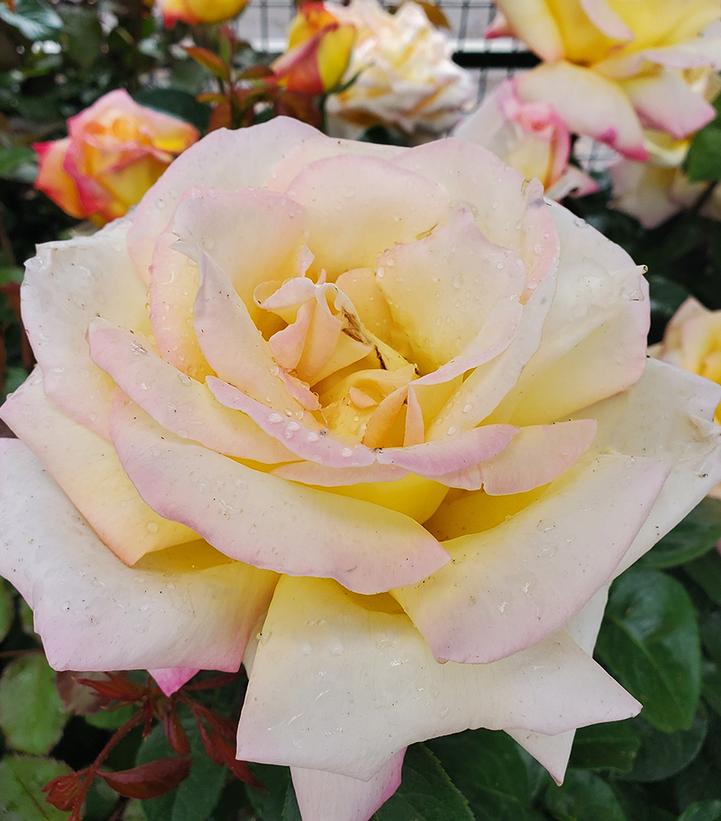 Image Credit: Prides Corner Farms