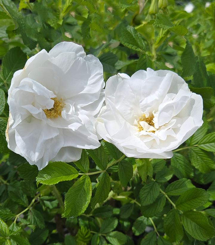 Image Credit: Prides Corner Farms