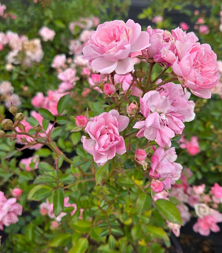 Image Credit: Prides Corner Farms