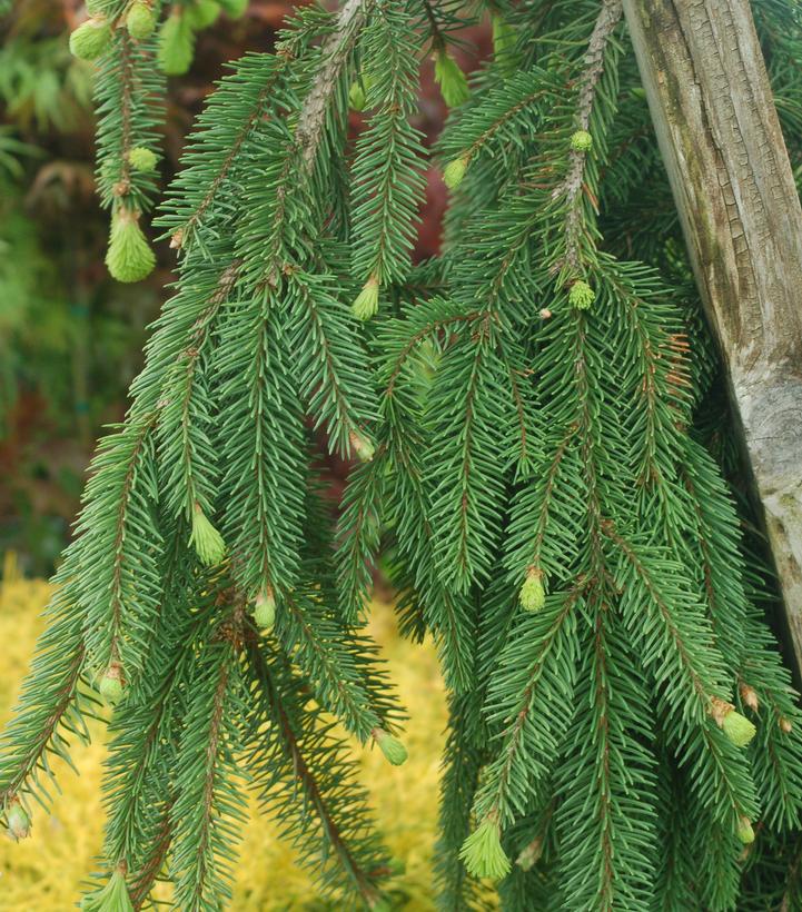 Image Credit: Prides Corner Farms