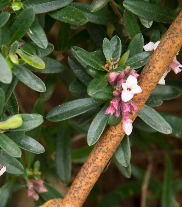 Image Credit: Bailey Nurseries