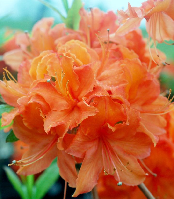 Image Credit: Prides Corner Farms