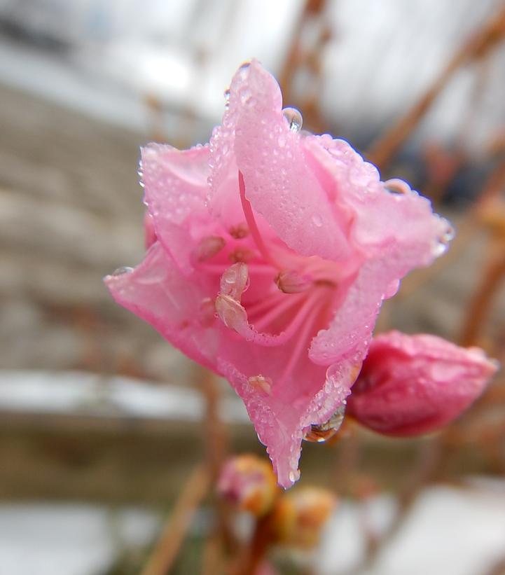 Image Credit: Prides Corner Farms