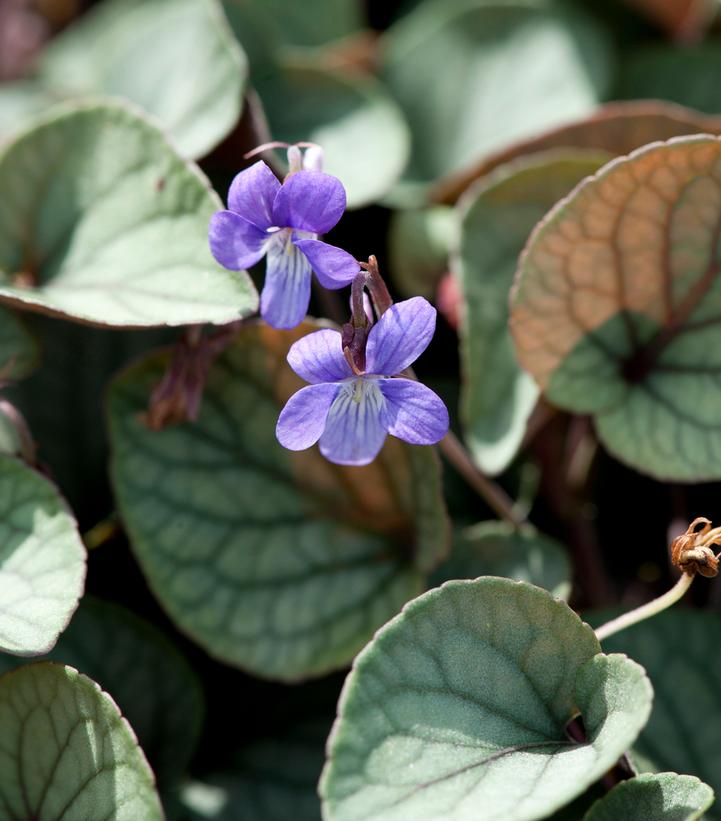 Image Credit: North Creek Nurseries