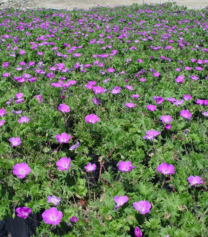 Image Credit: Prides Corner Farms