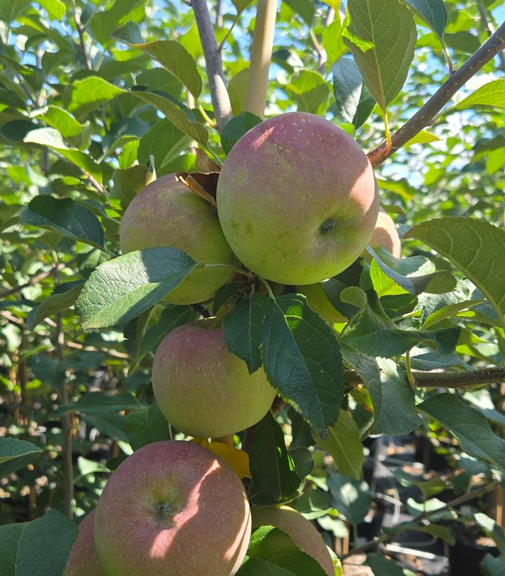 Image Credit: Prides Corner Farms