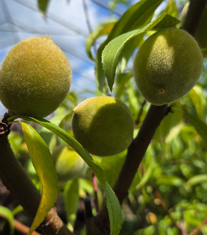 Image Credit: Prides Corner Farms