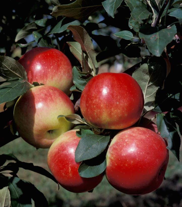 Image Credit: University of Minnesota