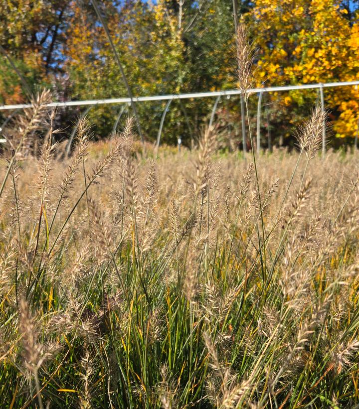 Image Credit: Prides Corner Farms