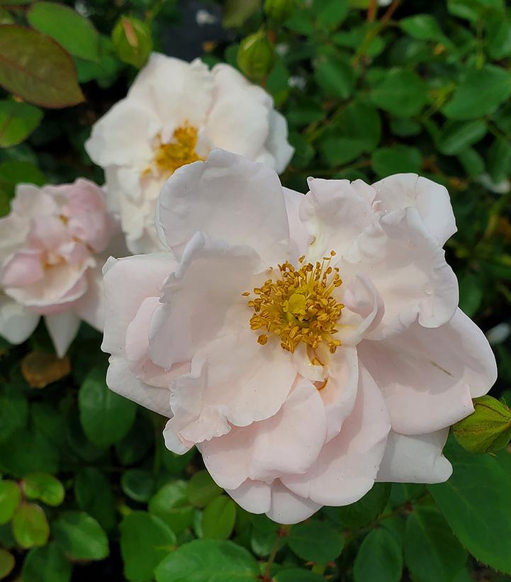 Image Credit: Prides Corner Farms