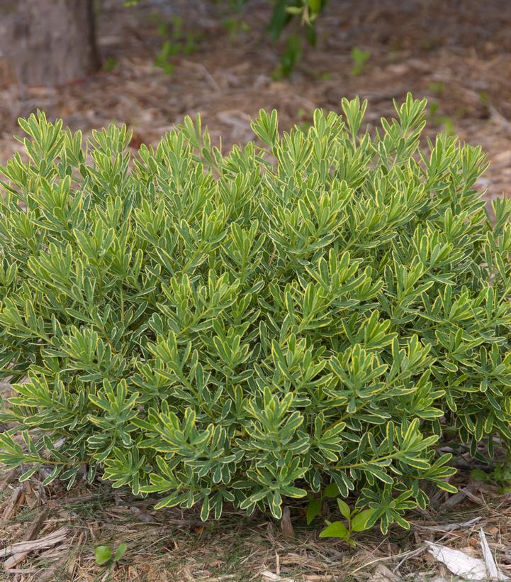 Image Credit: Bailey Nurseries