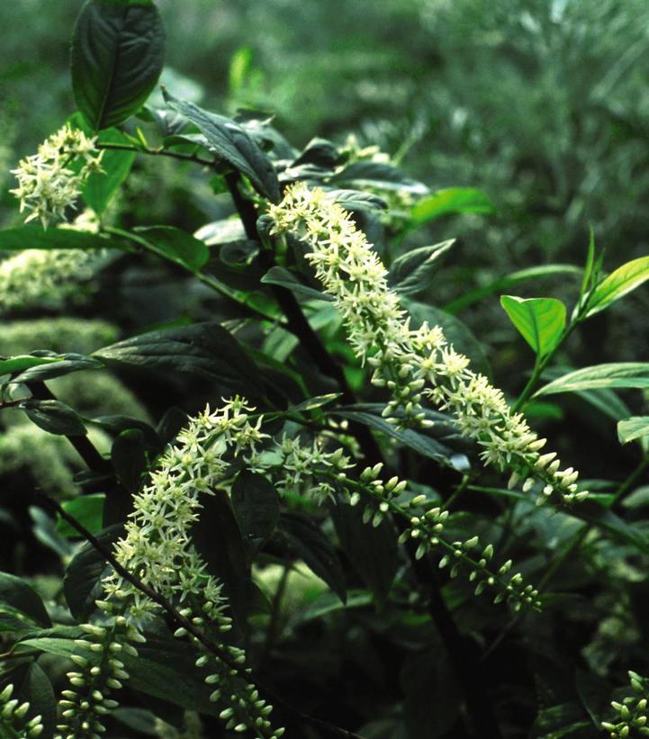 Image Credit: Baileys Nursery