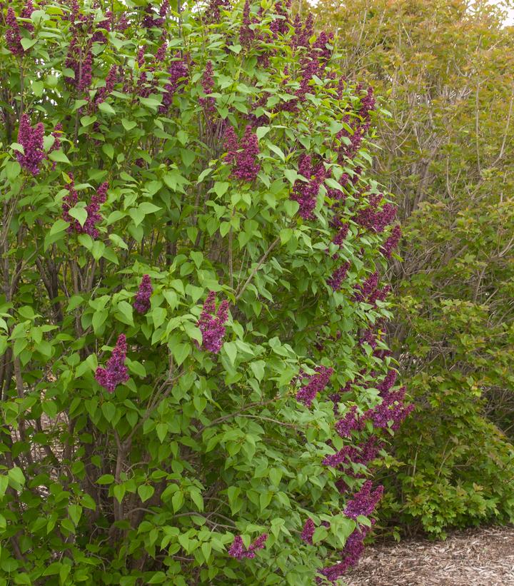 Image Credit: Bailey Nursery