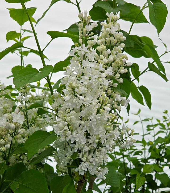 Image Credit: Prides Corner Farms