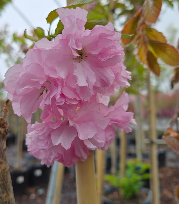 Image Credit: Prides Corner Farms