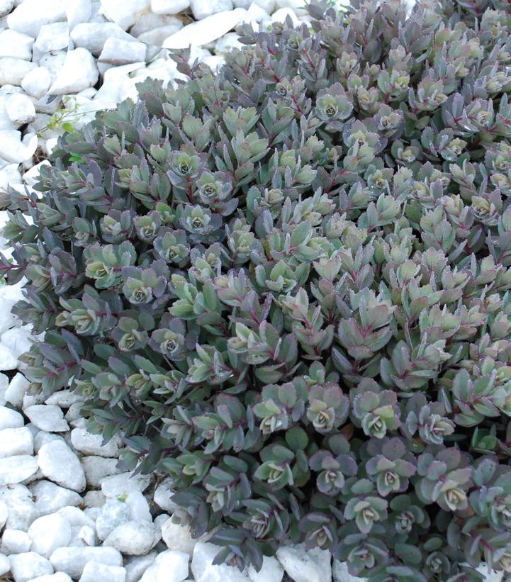 Image Credit: Walters Gardens