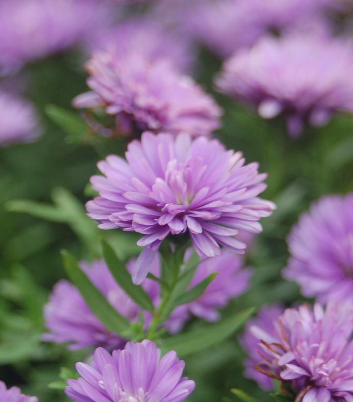 Image Credit: Prides Corner Farms