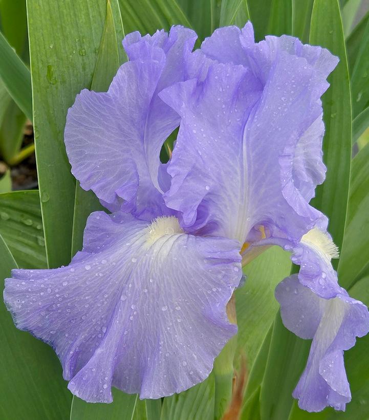 Image Credit: Prides Corner Farms