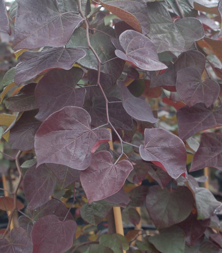 Image Credit: Prides Corner Farms